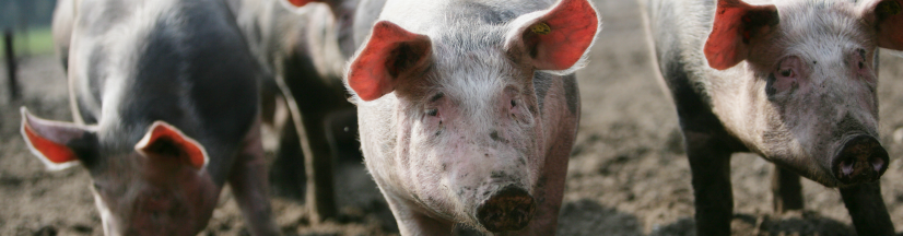 Sanering varkenshouderijen